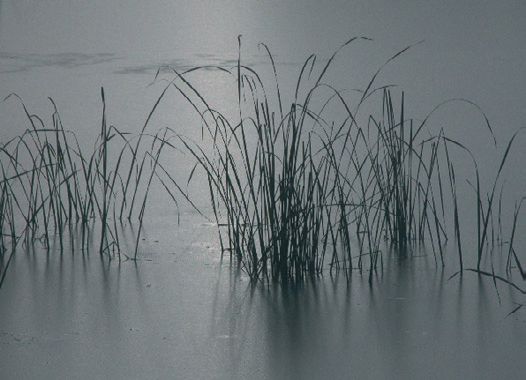 Étang gelé à Orsay. Photo Jean-Luc Duchêne