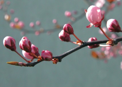 Photo Jean-Luc Duchêne