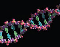 Modélisation d’une molécule d’ADN (acide désoxyribonucléique).